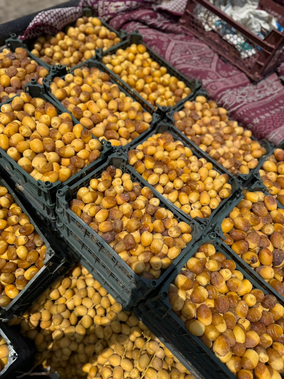 خرما کبکاب امساله سبدی